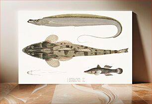 Πίνακας, 1. Armed Hairtail (Trichiurus armatus); 2. Chacca Flathead (Platycephalus Chacca); 3. Indian Cheilodipterus (Cheilodipterus Batis) from Illustrations of Indian zoology (1830-1834) by