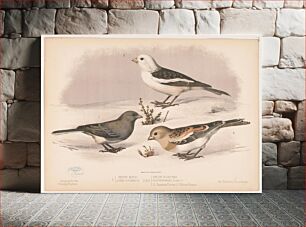 Πίνακας, 1. Snow bird. Junco hyemalis. 2. & 3. Snow buniting. Plectrophanes nivalis. 2. Summer dress. 3. Winter dress