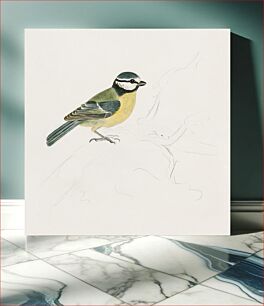 Πίνακας, A Blue Tit by James Sowerby