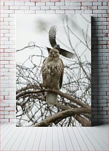 Πίνακας, A Hawk and a Smaller Bird Ένα γεράκι και ένα μικρότερο πουλί