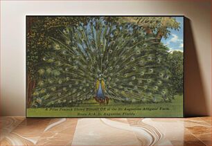 Πίνακας, A prize peacock shows himself off at the St. Augustine alligator farm, Route A1A, St. Augustine, Florida