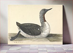 Πίνακας, A Red Throated Diver, June 1742