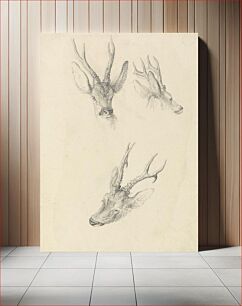 Πίνακας, A Stag's Head: three studies