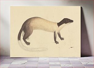 Πίνακας, A Weasel