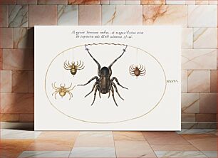 Πίνακας, A Wolf Spider and Three Other Spiders (1575–1580) by Joris Hoefnagel