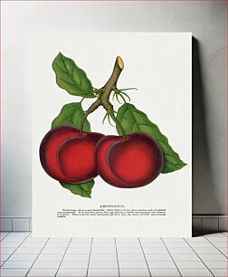 Πίνακας, Abundance plum lithograph