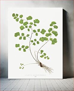 Πίνακας, Adiantum Capillus–Veneris (Southern Maidenhair Fern) from Ferns: British and Exotic (1856-1860) by Edward Joseph Lowe