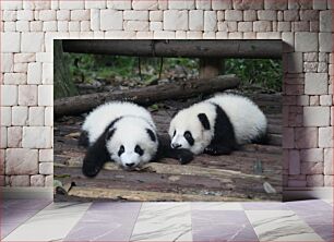Πίνακας, Adorable Baby Pandas Αξιολάτρευτα μωρά πάντα
