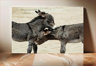 Πίνακας, Affectionate Donkeys Στοργικά Γαϊδούρια