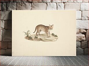 Πίνακας, African Wildcat or Serval by Luigi Balugani