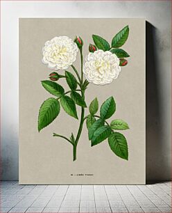 Πίνακας, Aimee Vibert Rose, vintage flower illustration by François-Frédéric Grobon