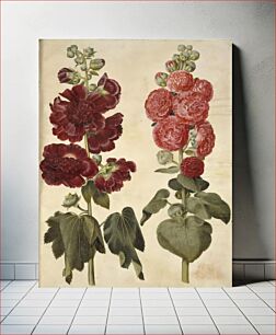 Πίνακας, Alcea rosea (garden hollyhock) by Maria Sibylla Merian