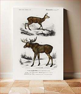 Πίνακας, Alces alces and Moschus illustrated by Charles Dessalines D' Orbigny (1806-1876)