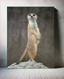 Πίνακας, Alert Meerkat Alert Meerkat