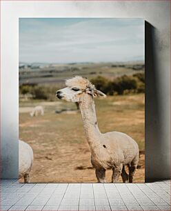 Πίνακας, Alpaca in Countryside Αλπακά στην ύπαιθρο