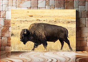 Πίνακας, American Bison in Dry Grassland Αμερικανικός βίσονας σε ξηρά λιβάδια