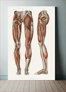 Πίνακας, An antique illustration of the muscles of the legs and feet from the anatomical textbook, Hand Atlas Der Anatomie Des Menschen (1864) by Carl Ernst Bock (1809-1874)