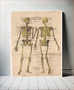 Πίνακας, Anatomical plates, published by Dr. Parker