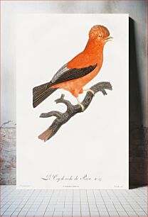 Πίνακας, Andean cock-of-the-rock from Histoire Naturelle des Oiseaux de Paradis et Des Rolliers (1806) by