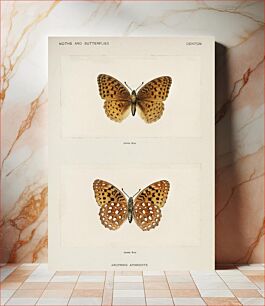 Πίνακας, Aphrodite Fritillary (Argynnis Aphrodite)