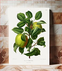 Πίνακας, Appel Var. Sturmer Pippin (Apple) chromolithograph plates by Abraham Jacobus Wendel