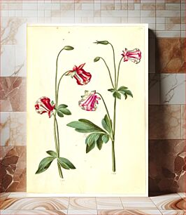 Πίνακας, Aquilegia vulgaris (common columbine) by Maria Sibylla Merian