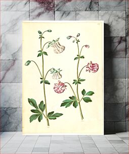 Πίνακας, Aquilegia vulgaris (common columbine) by Maria Sibylla Merian