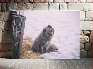 Πίνακας, Arctic Fox in Snow Arctic Fox στο χιόνι