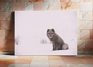 Πίνακας, Arctic Fox in Winter Snow Αρκτική αλεπού στο χειμερινό χιόνι