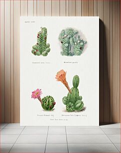 Πίνακας, Assorted cacti. Familie Der Cacteen (1893-1905)