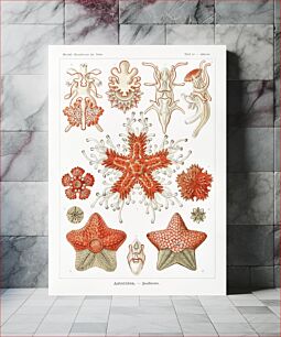 Πίνακας, Asteridea–Seesterne from Kunstformen der Natur (1904) by Ernst Haeckel