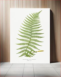 Πίνακας, Athyrium Filix–Femina (Lady Fern) from Ferns: British and Exotic (1856-1860) by Edward Joseph Lowe