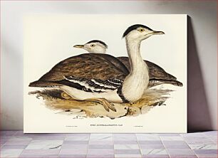 Πίνακας, Australian Bustard (Otis Australasianus) illustrated by Elizabeth Gould (1804–1841) for John Gould’s (1804-1881)