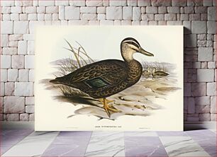 Πίνακας, Australian Wild Duck (Anus superciliosa) illustrated by Elizabeth Gould (1804–1841) for John Gould’s (