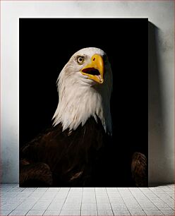 Πίνακας, Bald Eagle Close-Up Κοντινό πλάνο Bald Eagle