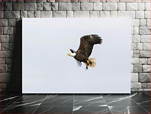 Πίνακας, Bald Eagle in Flight Φαλακρός αετός σε πτήση