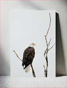 Πίνακας, Bald Eagle on Branch Φαλακρός αετός στο κλαδί