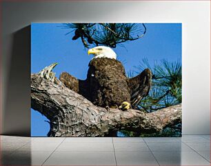 Πίνακας, Bald Eagle on Tree Φαλακρός αετός στο δέντρο