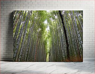 Πίνακας, Bamboo Forest Path Bamboo Forest Path