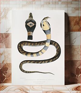 Πίνακας, Banded Cobra Capella (Naia tripudians) from Illustrations of Indian zoology (1830-1834) by John Edward Gray (1800-1875). Or