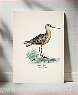 Πίνακας, Bar-tailed godwit, 1828 - 1838, Wilhelm von Wright