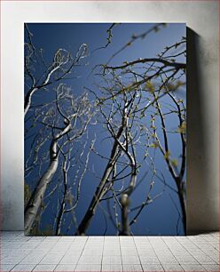 Πίνακας, Bare Tree Branches Against Blue Sky Γυμνά κλαδιά δέντρων ενάντια στο γαλάζιο του ουρανού