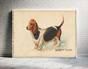 Πίνακας, Bassett Hound, from the Dogs of the World series for Old Judge Cigarettes