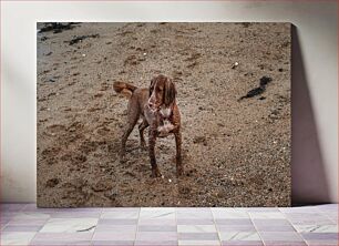 Πίνακας, Beach Dog Beach Dog