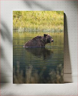Πίνακας, Bear in the Water Αρκούδα στο νερό
