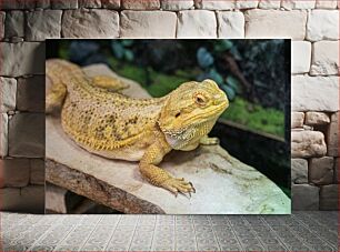 Πίνακας, Bearded Dragon on Rock Γενειοφόρος Δράκος στον βράχο