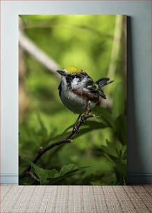 Πίνακας, Beautiful Bird on a Branch Όμορφο πουλί σε ένα κλαδί