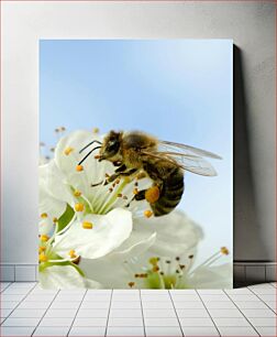 Πίνακας, Bee on White Flower Μέλισσα σε λευκό λουλούδι