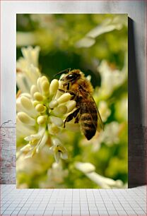 Πίνακας, Bee on White Flowers Μέλισσα σε λευκά λουλούδια