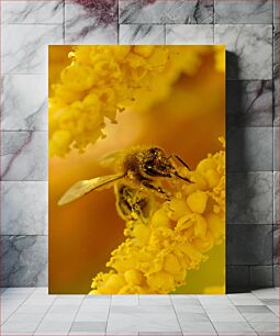 Πίνακας, Bee on Yellow Flower Μέλισσα σε κίτρινο λουλούδι